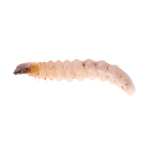 Houtworm bestrijden